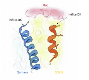 Este dibujo propio muestra la posición de la hélice DK del dominio COR-B con respecto a la hélice αC del dominio quinasa en la proteína LRRK1. También se muestra el dominio Roc de esta misma proteína.