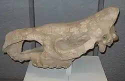 Dicerorhinus etruscus