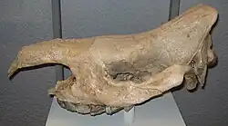 Dicerorhinus kirchbergensis