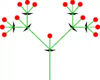 Esquema de una cima dicotómica.