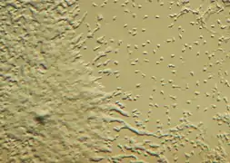 Dictyostelium, 1-mixamebas