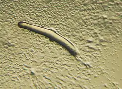 Dictyostelium