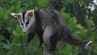 Chucha o Zarigüeya (Didelphis albiventris)