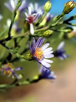 Machaeranthera canescens