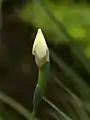 Brote de Dietes bicolor