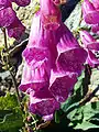 Digitalis purpurea subsp. purpurea var. nevadensis