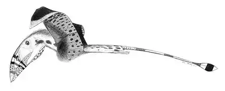 Reconstrucción de Dimorphodon macronyx