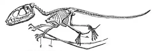 Reconstrucción de Dimorphodon