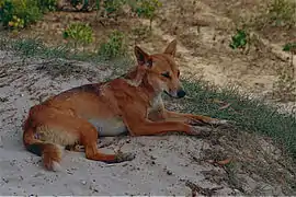 Dingo