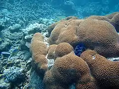 Colonia de Diploastrea en el atolón Baa, Maldivas.