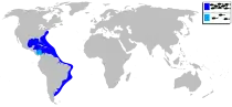 Distribución del sargo plateado