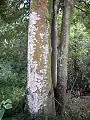 Gran Diploglottis cunninghamii en una propiedad privada cerca del Parque Nacional Watagans