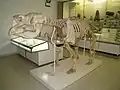 Fósil de Diprotodon australis (Diprotodontidae)