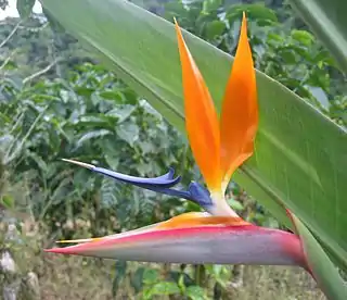 Espata y una flor. Strelitzia reginae.