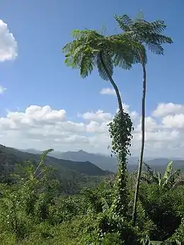 Figura 4.19. Cyatheaceae.   Hábito. Tallo formando un estípite de porte alto. Nótense las frondes de prefoliación circinada.