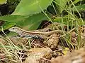 Un lagarto cerca de Santa Fe