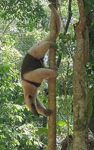 Oso Hormiguero mexicano (Tamandua mexicana)