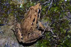 Sapillo pintojo meridional