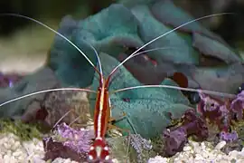 Gamba Lysmata amboinensis frente a colonia de Discosoma