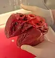 Corazón de cerdo disecado