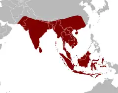 Distribución de la familia Pangasiidae