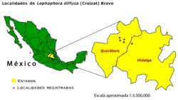 Distribución geográfica de Lophophora diffusa en los estados de Querétaro e Hidalgo. Nombre común: peyote queretano.