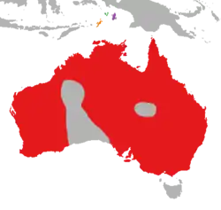 Mapa distributivo de Dicaeum hirundinaceum hirundinaceum en rojo. Arriba: D. h. keiense en verde, D. h. ignicolle en púrpura, y D. h. fulgidum en naranja.