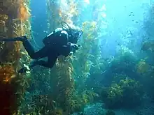 Bosque de kelp de California (Marista)