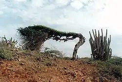 Árbol bandera (Caesalpinia coriaria) en Aruba