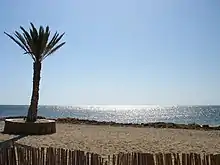 Plage de sable agrémentée d’un palmier durant une journée ensoleillée.