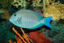 Acanthurus chirurgus