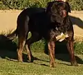 Dogo Español macho