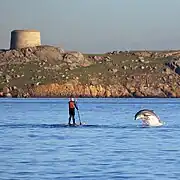 Delfín nariz de botella junto una persona que hace surf de pala