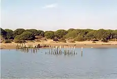 Doñana.