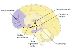 A labelled line drawing of dopamine pathways superimposed on a drawing of the human brain.