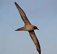 Pájaro marino (albatros de hollín de plumaje claro) volando sobre el pasaje de Drake