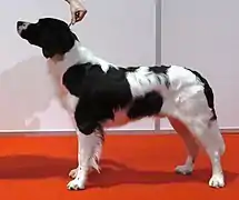 Perdiguero de Drente