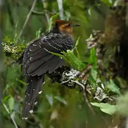 Dromococcyx pavoninus.jpg