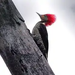 Carpintero cara canela.