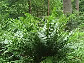 Dryopteris affinis