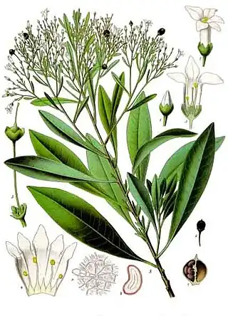 Duboisia myoporoides R.Br.