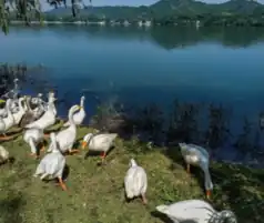 Patos cerca del lago Mansar