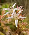 Dudleya viscida