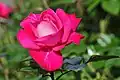 'Morning Dawn', Boerner 1955plantones de 'New Dawn' × 'R.M.S. Queen Mary'