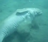 Ejemplares de dugong dugon, como el de la imagen, recorren la zona de punta Torres buscando alimento.