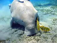 Un dugongo gris alimentándose en el fondo, con columnas de arena saliendo de su boca. Está apoyando las manos en el suelo. Pequeños brotes de pastos marinos se encuentran en el suelo y peces amarillos con rayas negras revolotean alrededor de su hocico. El hocico tiene dos fosas nasales grandes y la boca está en el suelo.