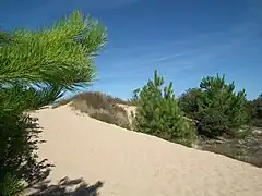 Dunas en la isla de Oléron (Charente Marítimo).