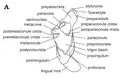 Anatomía del molar de Durlstotherium (en inglés)