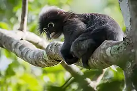 Trachypithecus obscurus, langur oscuro