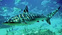  Tiburón gris nadando en aguas poco profundas. Junto a él nadan también peces de menor tamaño.